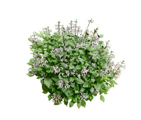 sshrubs and flowers in the garden, age plant, flower bush tree isolated on white with clipping path