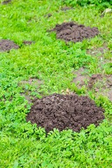 Mole mounds on the lawn in the yard. Damage to the lawn by moles.