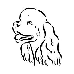 Vector illustration of an American Cocker Spaniel isolated on a white background.