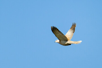 Türkentaube im Fliug