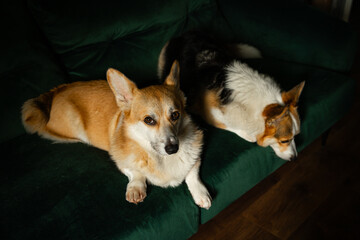 Two Pembroke Welsh corgis laying on emerald green sofa. Red male and tricolor female dogs relaxing together .