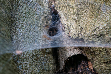 spider in tree