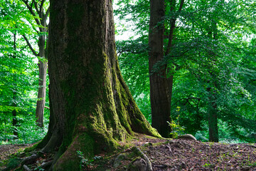 trees in the forest