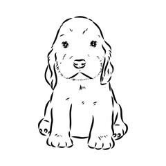 Vector illustration of an American Cocker Spaniel isolated on a white background.