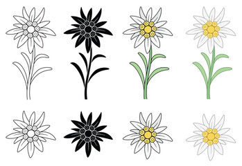 Decorative Edelweiss Rare Mountain Flower or Wildflower Illustration Clipart - Outline, Silhouette & Color