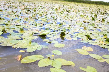water lily in the pond