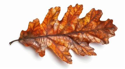 Naklejka premium A beautiful, detailed oak leaf in autumn shades of brown and orange, showcasing nature's intricate patterns and textures.
