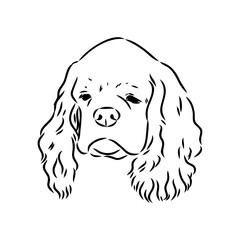Vector illustration of an American Cocker Spaniel isolated on a white background.