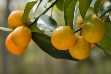 Kumquat fruit on tree