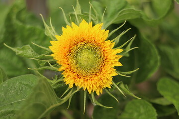 sunflower with bee