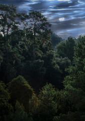 Full moon in cloudy sky above the canopy.