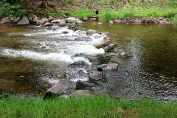 Reiher in der Dreisam in Freiburg