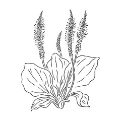 Plantain. Medicinal plant wild field flower.Sketch.Hand drawn outline vector illustration