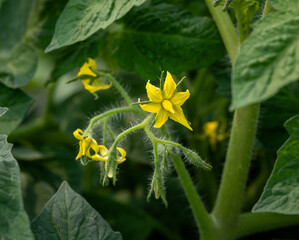 Close-up macro of a bright yellow tomato flower surrounded by other flowers and green leaves that are out of focus.
