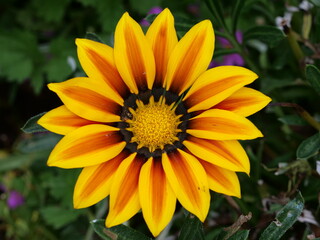 gazania rigens, beautiful bright flower of a semi-shrub gazania