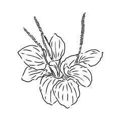 Plantain. Medicinal plant wild field flower.Sketch.Hand drawn outline vector illustration