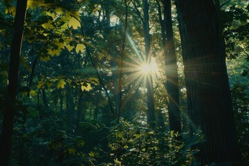 Obraz premium Sunlight filters through the trees in a serene forest, casting a warm glow over the lush greenery