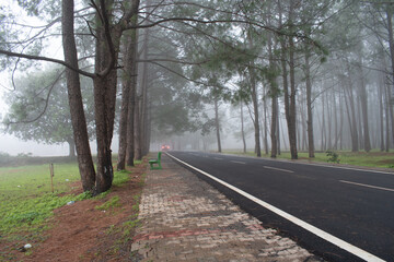 Obraz premium foggy evening at netarhat school road, jharkhand, india, where clouds passing through the pine forest surroundings depicting creepy environment