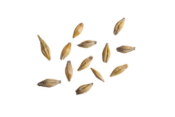 barley grains on a white background
