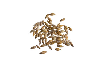 barley grains on a white background