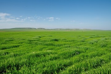 Fototapeta premium Wide-angle shot of vibrant green lentil fields