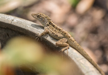 Naklejka premium Cuban Brown Anole lizard. The Brown Anole is an invasive species, pushing out the green anole from it's territory.
