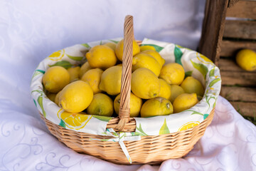 Basket of lemons. Decorations with lemons. Photo zone with citrus fruits
