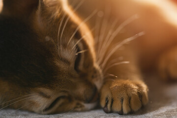 cute abyssinian kitten relaxing on couch