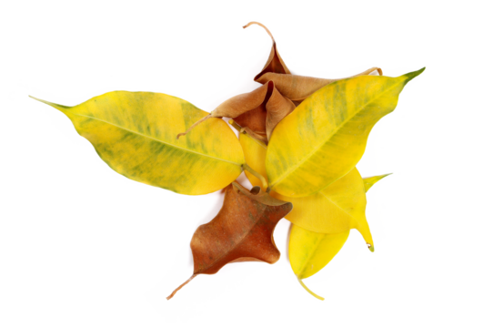 Autumn leaves ficus benjamina isolated on white