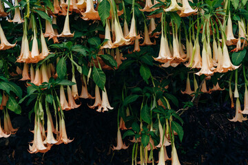 Golden Angel's Trumpet , Brugmansia aurea