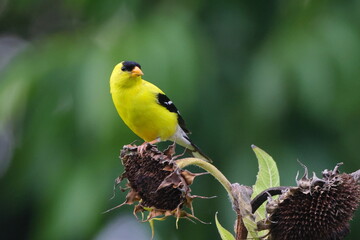Vibrant yellow bird perched on a sunflower in a dark background