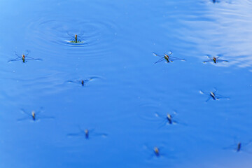 A close-up shot of water striders walking on the surface of a still blue body of water. The insect long legs are visible as they gracefully glide across the surface, leaving behind a trail of ripples.
