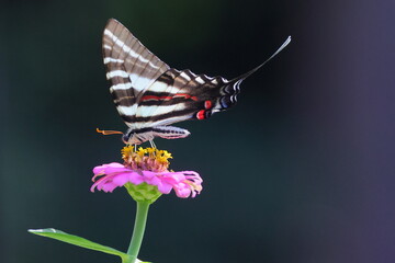 Obraz premium Black and white swallow-tailed butterfly on pink zinnia flower. 