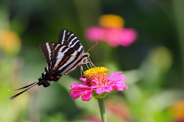 Black and white swallow-tailed butterfly on pink zinnia flower. 