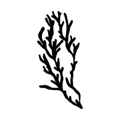 Underwater sea weed, laminaria spirulina seaweed sketch icon.