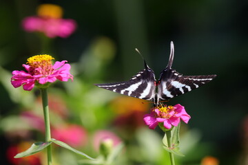 Black and white swallow-tailed butterfly on pink zinnia flower. 