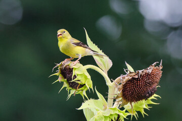 Yellow and black bird gold finch on sunflower