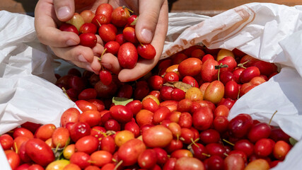 Organic cranberry fruit (cranberry, cranberry) found in human hands