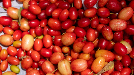 Organic cranberry fruit (cranberry, cranberry) found in human hands