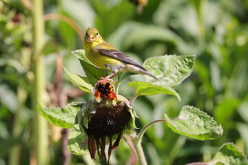 Yellow and black bird gold finch on sunflower
