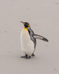 King Penguin Female Standing on Beach in the Falkland Islands. White Sand Full Body Close Up