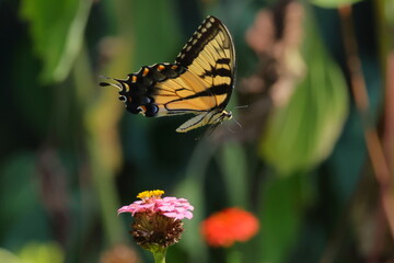 Buterfly on flower