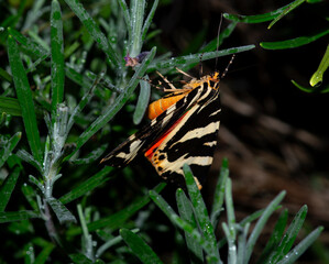 Tiger Moth on Lavender bush.