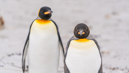 Cute King Penguin Pair Stand on Beach Facing Camera. Female in Focus, Male in Background. On Beach in Falkland Islands Family Adorable Penguins