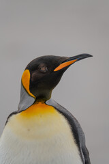Animal Wildlife Portrait Photography King Penguin Close Up Looks Right Antarctica Incredible Detailed Features Standing on Beach