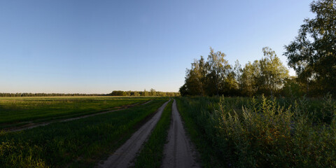 A summer walk through the forest, a beautiful panorama.