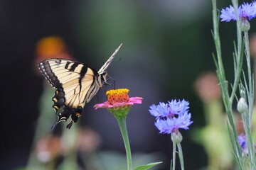Buterfly on flower