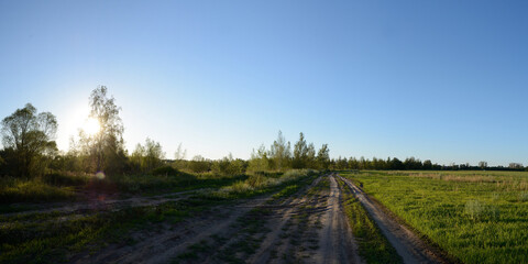 A summer walk through the forest, a beautiful panorama.