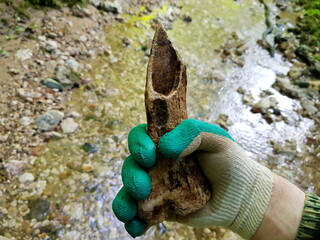 Ancient weapon made from sharpened bone of a large animal, archaeological artifact found in a stream, field photo