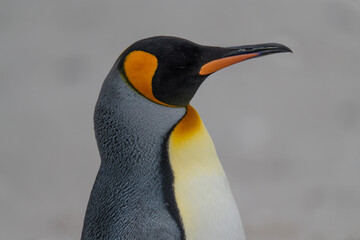 Beautiful King Penguin Close Up Stands Center on Frame Chest Up. He Faces Right on Beach Blurred Background